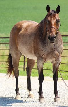 a brown horse standing on top of a gravel road