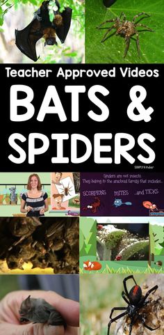 bats and spider pictures with text that reads teacher approved videos, bats and spiders