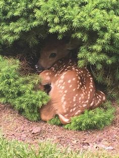 a baby deer is hiding in the bushes