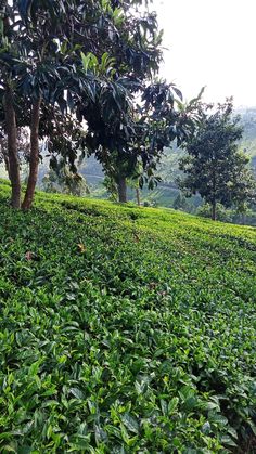 tea bushes in the foreground with trees on the far side