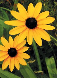 two yellow flowers with black centers in the grass