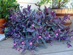 purple flowers are blooming in pots on the porch