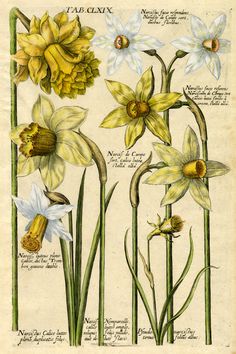 an illustration of daffodils and other flowers