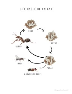 the life cycle of an ant insect on a white background with words below it that read'life cycle of an ant '