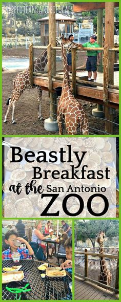 some giraffes are eating at the zoo