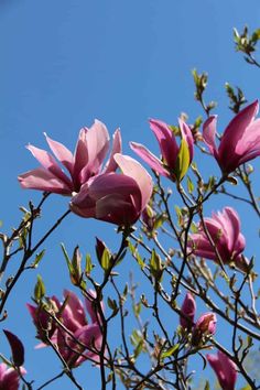 pink flowers are blooming on a tree branch against a blue sky with no clouds