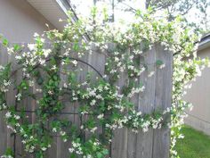 Blooming Jasmine