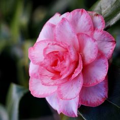 a pink flower with green leaves in the background