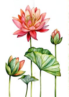 three water lilies with green leaves and pink flowers