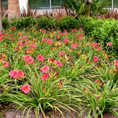 some pink flowers and green plants in front of a house