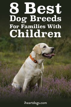 a white dog sitting in the middle of a field with purple flowers and text that reads 8 best dog breeds for families with children