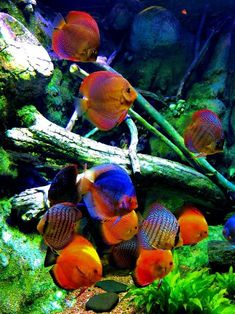 an aquarium filled with lots of different colored fish