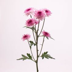 three pink flowers with green leaves in front of a white background