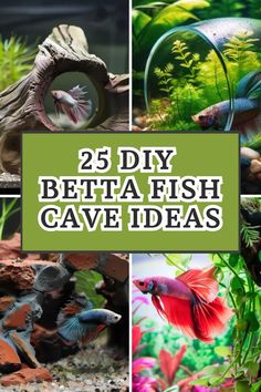 different types of fish in an aquarium with the words 25 diy betta fish cave ideas