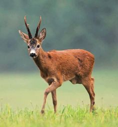 a deer with antlers standing in the grass