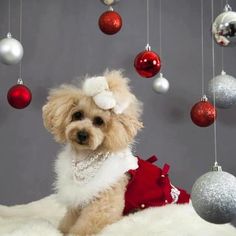 a small dog wearing a red and white dress sitting in front of christmas ornaments hanging from the ceiling