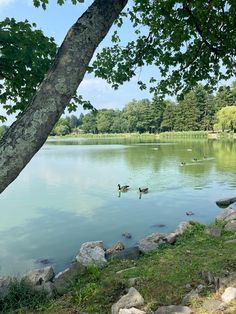 two ducks are swimming in the water near some rocks and tree's on the shore