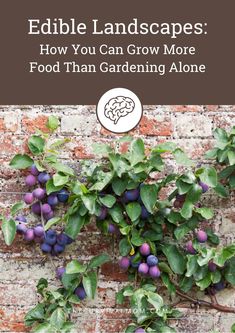 edible landscapes how you can grow more food than gardening alone