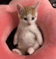 a small kitten sitting in a pink cat bed