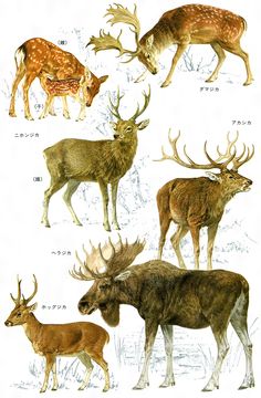 an image of different types of deer