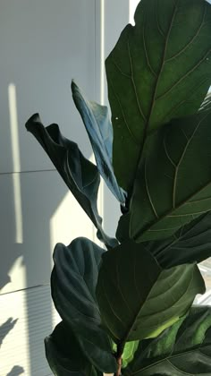 a large green leafy plant in front of a white wall