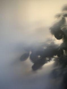 blurry photograph of leaves in the air with white and blue background, taken from below