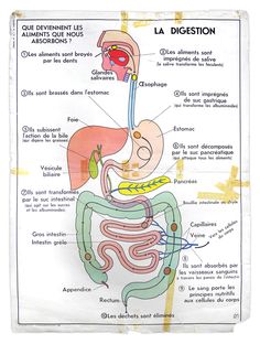 diagram of the human body and its major organs, including the stomach, lar