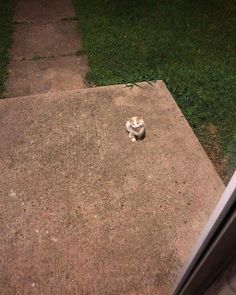 a small white cat sitting on top of a cement slab