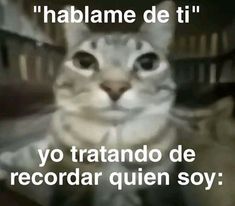 a cat is looking at the camera with an ad in spanish above it that reads hablame de ti yo tratando de record que regadr que soy soy