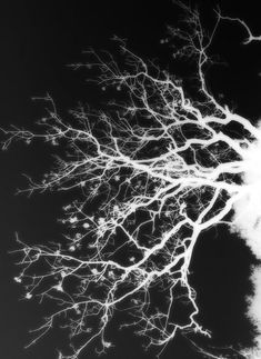 the branches of a tree against a dark sky with no leaves on them, in black and white