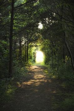 a dirt road surrounded by trees with light coming through the trees on either side of it