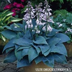 a potted plant with purple and white flowers on the ground in front of other plants