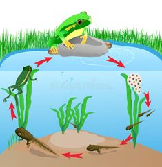 frog life cycle in the pond with water and grass on the ground stock photo 5479