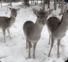 three deer standing next to each other in the snow