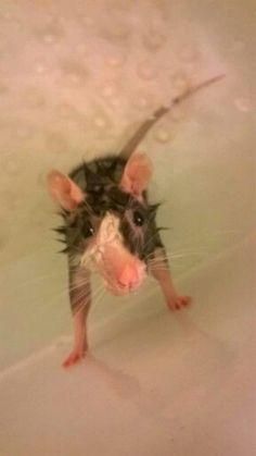 a rat is standing in the bathtub and looking at the camera