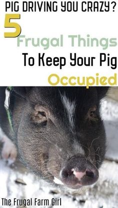 a pig is shown with the words 5 frugal things to keep your pig occupied