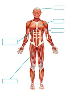 the muscles are labeled in this diagram