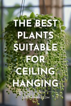 the best plants suitable for ceiling hanging