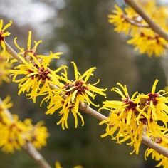 yellow flowers are blooming on a tree branch