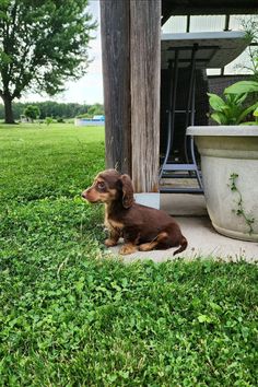 a small brown and black dog sitting in the grass next to a potted plant