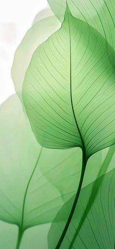 the back side of a large green leaf