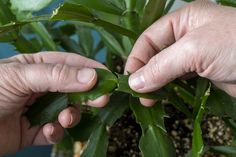 two hands on top of a green plant