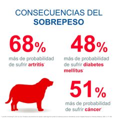 a red dog is shown with the number of dogs in spanish, and it's percentage