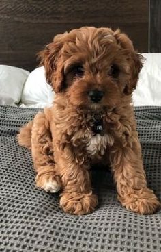 a small brown dog sitting on top of a bed