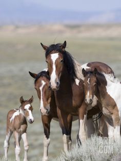 a group of horses standing on top of a grass covered field next to each other