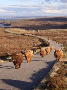 some very cute furry animals walking down a road by the water's edge with hills in the background