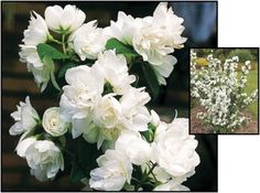 white flowers with green leaves are shown in two different pictures, one is blooming and the other is flowering