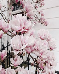 pink flowers blooming on the branches of a tree in front of a white house