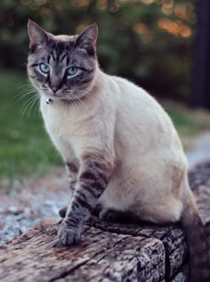 a cat sitting on top of a wooden bench