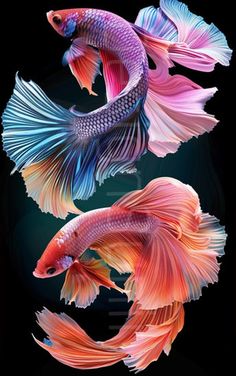 two colorful fish are swimming in the water